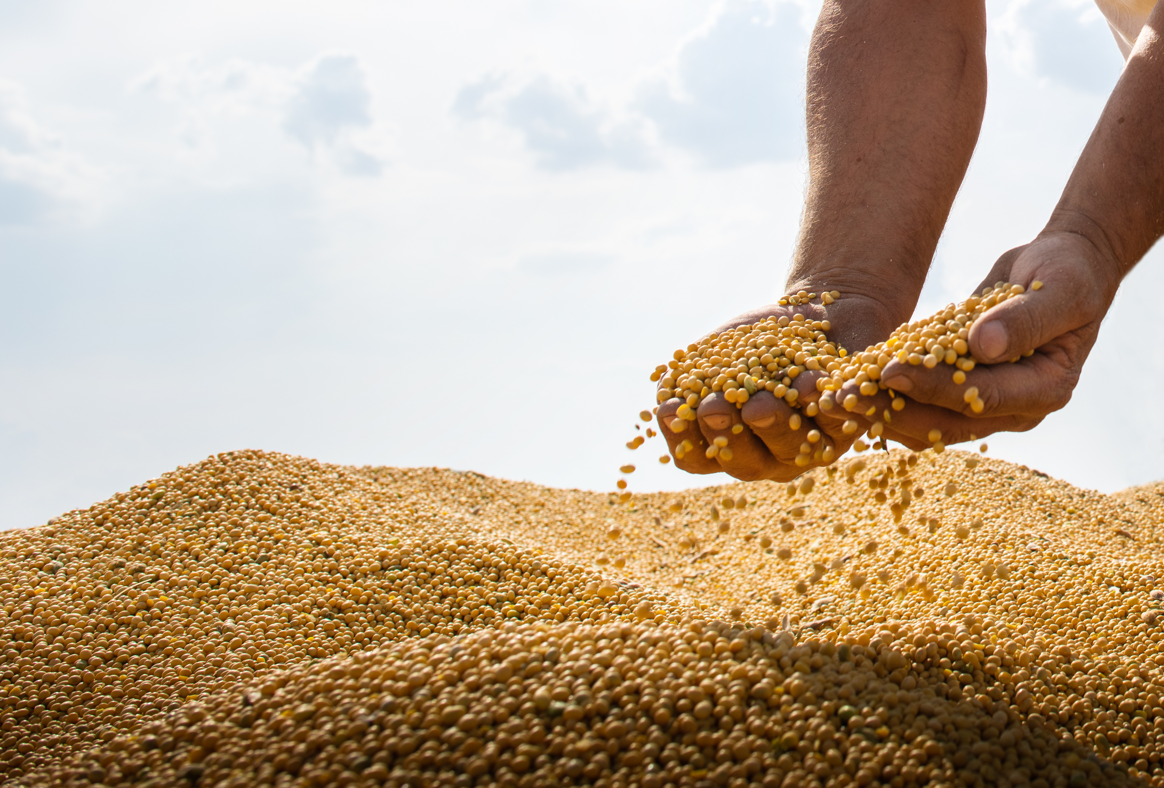 Buğdayda Hastalıklara Dayanıklı Tohum Seçerken Nelere Dikkat Etmeli?